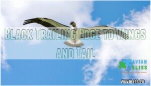 black trailing edge to wings and tail