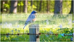 blue bird red orange chest