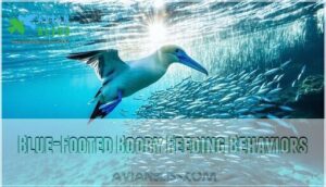 blue-footed booby feeding behaviors