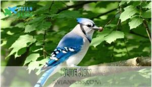 blue jay