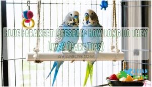blue parakeet lifespan