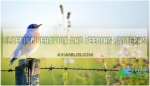 bluebird behavior and feeding patterns