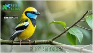 body markings