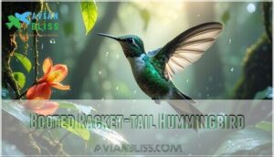 booted racket-tail hummingbird