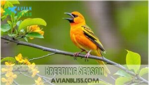 breeding season