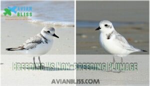 breeding vs non-breeding plumage breeding vs non-breeding plumage