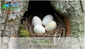 brood size
