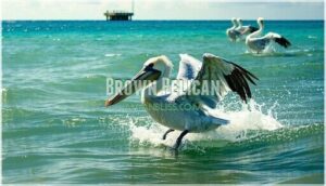 brown pelican