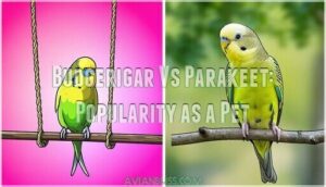 budgerigar vs parakeet: popularity as a pet