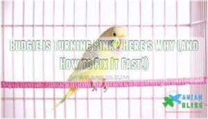 budgie is turning pink
