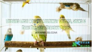 budgies lose weight molting