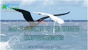 can be plucked by frigatebird kleptoparasites