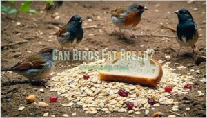 can birds eat bread