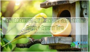 can parakeets eat oranges explained