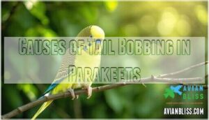 causes of tail bobbing in parakeets
