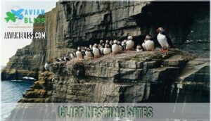 cliff nesting sites cliff nesting sites