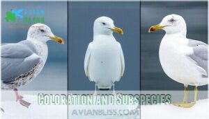 coloration and subspecies