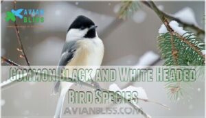 common black and white headed bird species