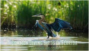 common diving birds in florida