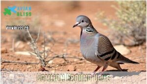 common ground dove