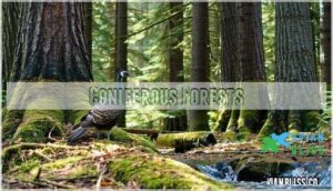 coniferous forests