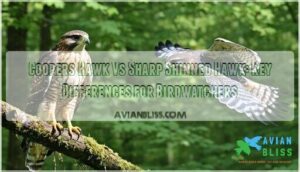 coopers hawk vs sharp shinned hawk