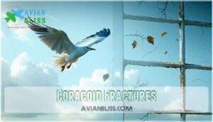 coracoid fractures