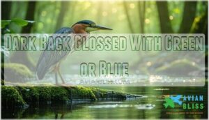 dark back glossed with green or blue