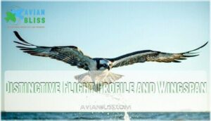 distinctive flight profile and wingspan
