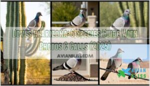doves in arizona