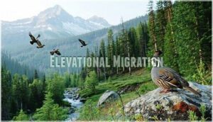 elevational migration