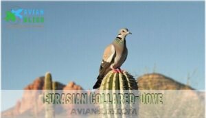 eurasian collared-dove