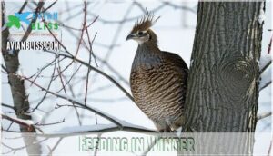feeding in winter