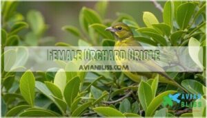 female orchard oriole