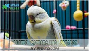 fluffed feathers and lethargy