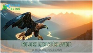 golden eagle behavior