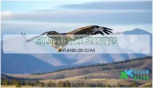 golden eagle features