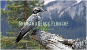 gray and black plumage