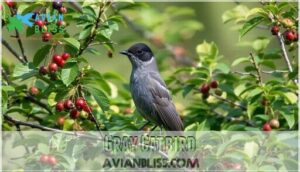 gray catbird