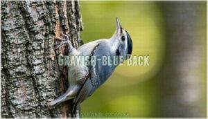 grayish-blue back