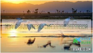 great blue heron migration patterns