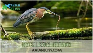 green heron behavior