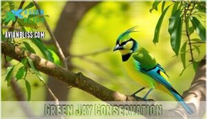 green jay conservation