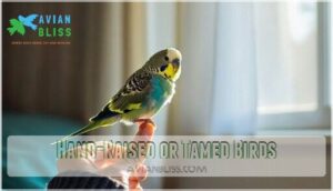 hand-raised or tamed birds