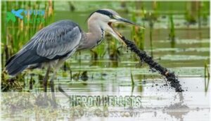 heron pellets heron pellets