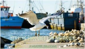 herring gull diet and nutrition