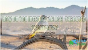 how do you identify an ash-throated flycatcher