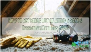 how to get birds out of attic