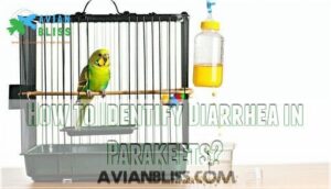 how to identify diarrhea in parakeets
