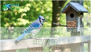 humane solutions for blue jay behavior
